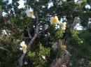 Juniper: Flowering Juniper